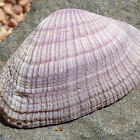 Violet Asphis Shell