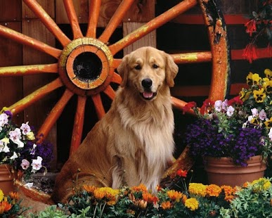 How to install Golden Retriever Dog Wallpaper 1.0 mod apk for android