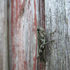 Pine Tree Spur-throated Grasshopper