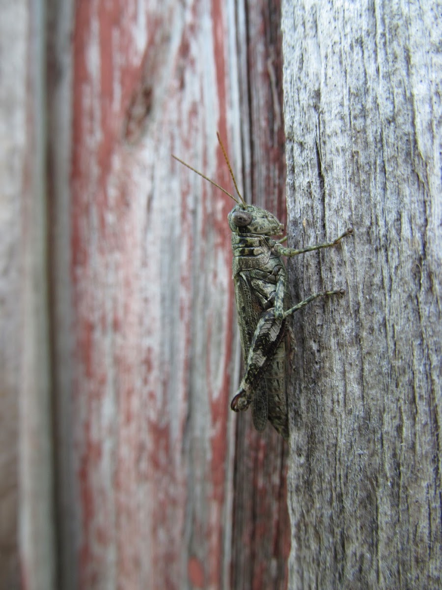 Pine Tree Spur-throated Grasshopper