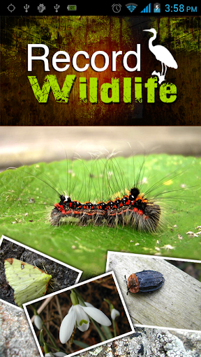 Record Wildlife