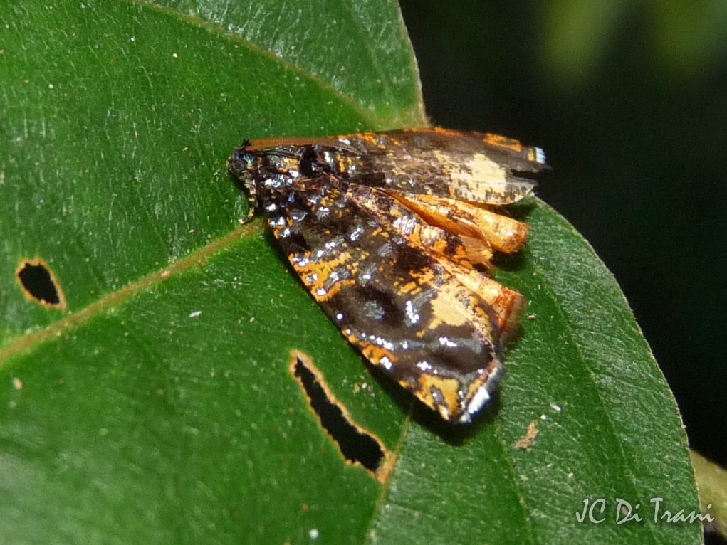 Metalmark Moth