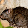 Greater bandicoot rat