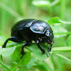 earth-boring dung beetles, żuk gnojowy