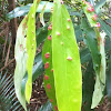 Leaf with pink spots