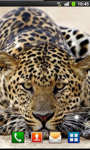 Leopard African live wallpaper