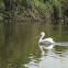 American White Pelican