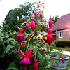 Fuchsia: Red & Pink