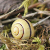 Brown Lipped Snail