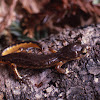 Ensatina Salamander