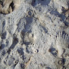 Crinoid stem fossils