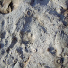 Crinoid stem fossils