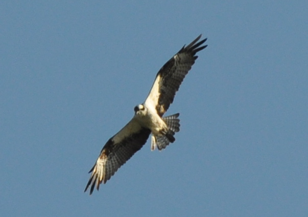 Osprey, North American