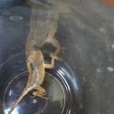 Brown anole