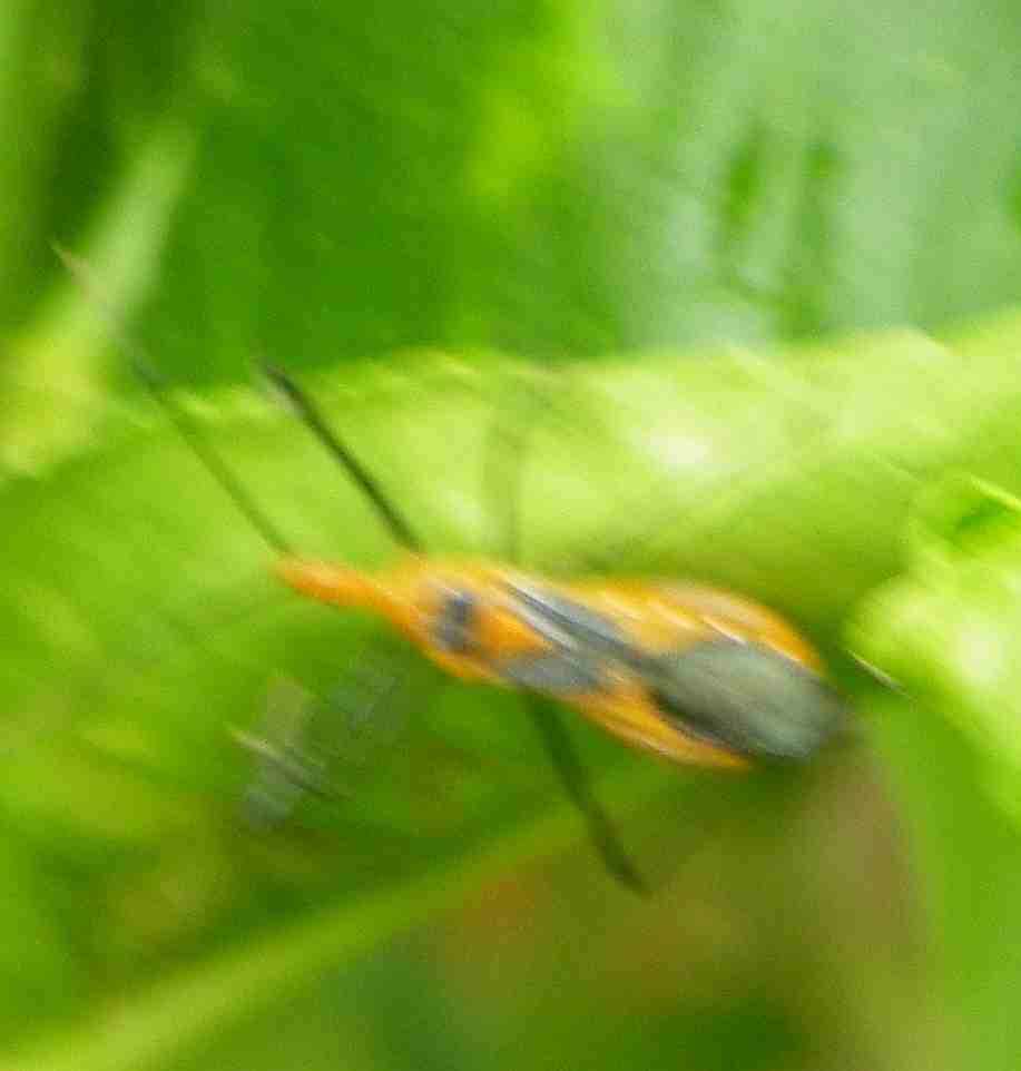 Assasin Bug