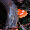 Scarlet Bracket Fungus