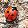 seven-spot ladybird, mariquita