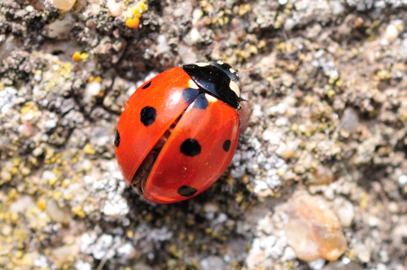 seven-spot ladybird, mariquita
