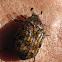 Bumble flower scarab beetle