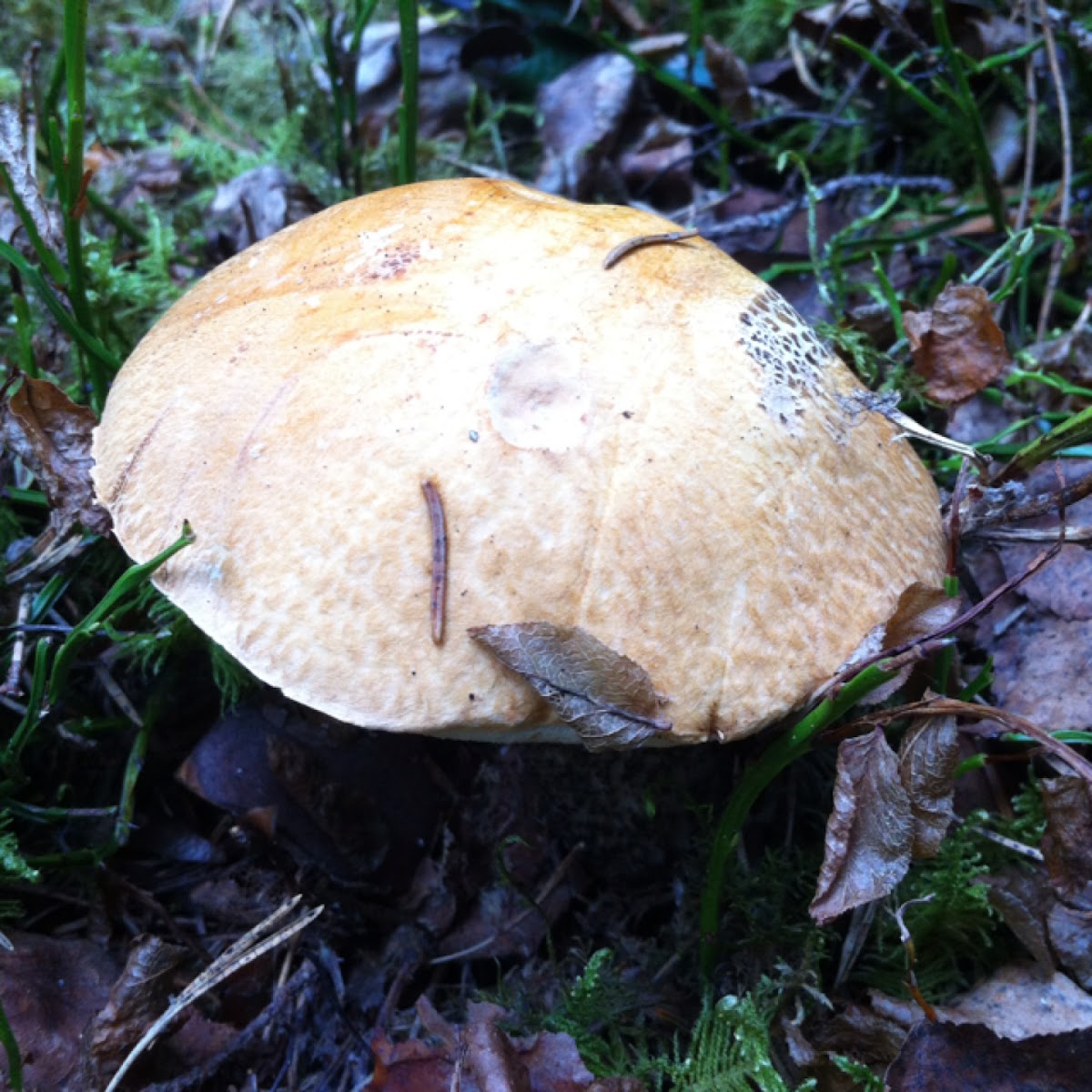 Orange Birch Bolete