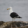 Gaviota Dominicana / Kelp Gull