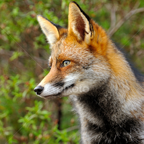 by Joaquim Martins Araujo - Animals Other