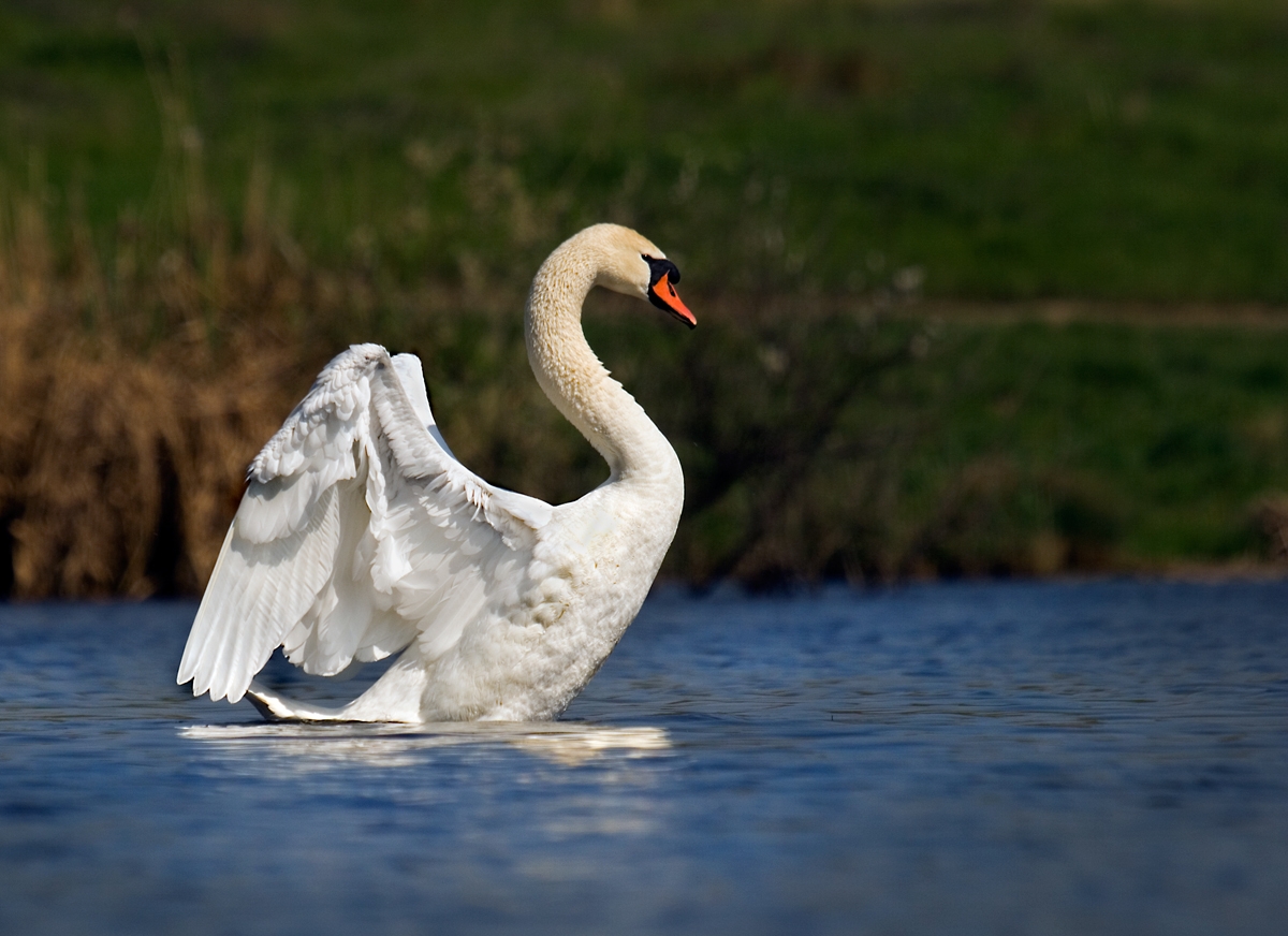 swan, male