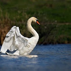 swan, male