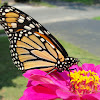 Monarch Butterfly (female)