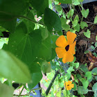 Black-eyed Susan Vine