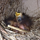 Bluebird nest