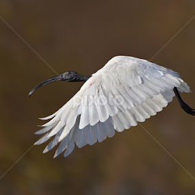 White Ibis by Sharad Agrawal - Animals Birds
