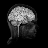Real Anatomy – Brain logo