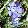 Chicory