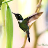 Wedge-billed Hummingbird