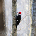 Pileated woodpecker