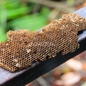 by Shahrul Izzat - Nature Up Close Hives & Nests