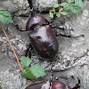 Japanese Rhinocerous Beetle