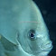Orbicular batfish 