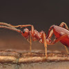 Female Ichneumonid wasp