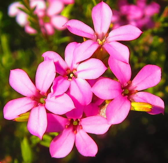 Pink Breath of Heaven Project Noah