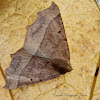 Slant-Lined Moth