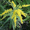 Canada Goldenrod