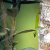 Seychelles Small Day Gecko