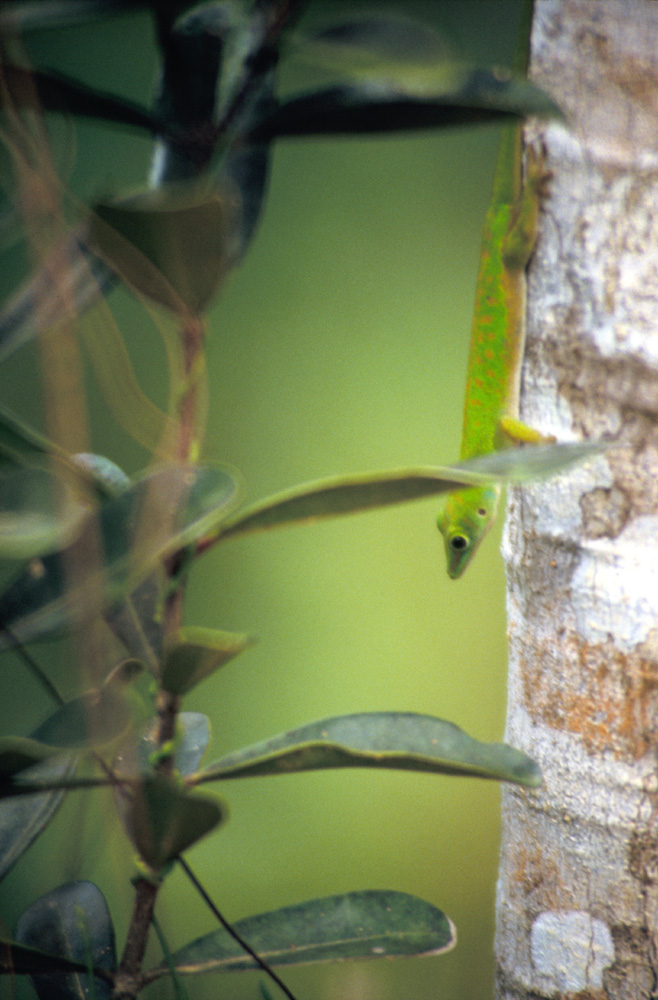 Seychelles Small Day Gecko