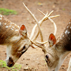 by Zaidan Fikri - Animals Other