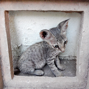 in my office #4 by Rahul Joshi - Uncategorized All Uncategorized