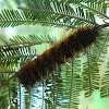 Urticating Anthelid caterpillar