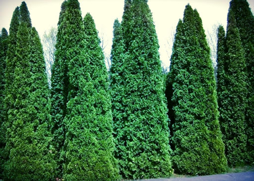 Thuja Live Wallpaper