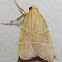 Parachma Moth